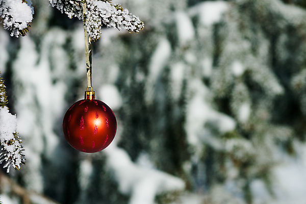 포토 JPG 해외이미지 나무 계절 크리스마스 겨울 공 유리 휴가 매달리기 사람없음 장식 빨간색 축제 장식볼 나뭇가지 축하 원형 12월 취급주의 가문비나무 해외202004 해외포토 도형 식물 기념일 컬러 컨셉 모션 재질 경고 날짜 파일형식 이미지허브