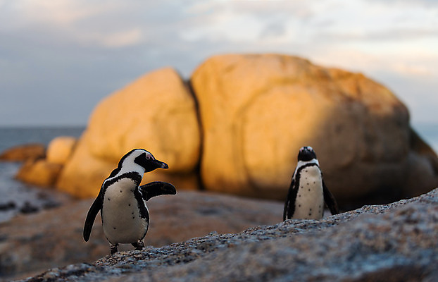 포토 JPG 해외이미지 동물 실루엣 야생동물 바다 아프리카 자연 조류 함께함 사람없음 야외 물 걷기 환경 일몰 새벽 쌍 저녁 망토 사파리 깃털 펭귄 멸종 대서양 남쪽 내추럴 남아프리카 해외202004 해외포토 자연요소 나라 컨셉 모션 촬영기법 노을 야간 방향 생태계 파일형식 이미지허브