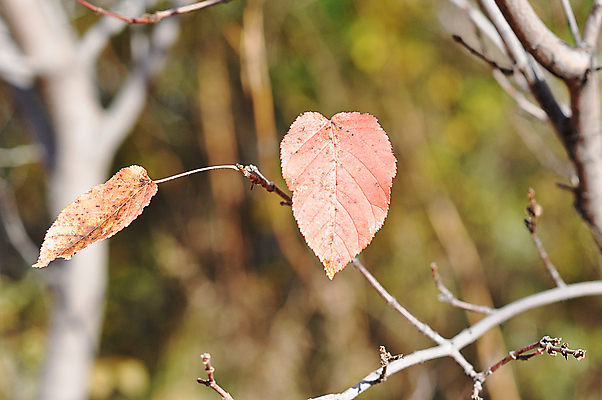포토 JPG 해외이미지 나무 식물 계절 공원 백그라운드 단풍 잎 자연 사람없음 야외 장식 초록색 빛 컬러풀 갈색 노란색 환경 활발 가을 황금 숲 9월 질감 내추럴 해외202004 해외포토 공공시설 컬러 컨셉 날짜 생태계 파일형식 이미지허브