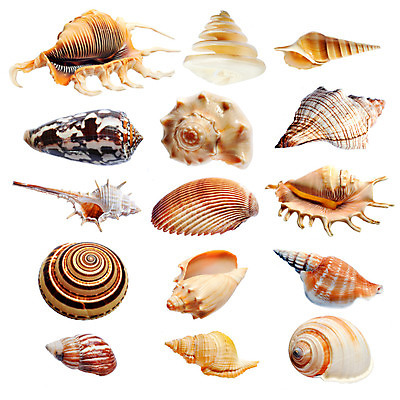 포토 JPG 해외이미지 디자인 별 모래 파도 바다 백그라운드 컨셉 곡선 자연 휴가 조개 사람없음 야외 여름 컬러풀 환경 껍질 선택 수집 배열 묘사 질감 모음 내추럴 고립 생태학 이국적 파라다이스 많음 해외202004 해외포토 자연요소 계절 교육 선 컬러 어패류 생태계 파일형식 이미지허브