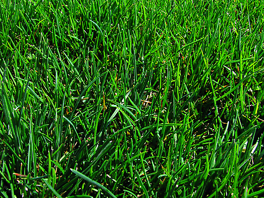 포토 JPG 해외이미지 식물 백그라운드 밭 자연 사람없음 초록색 환경 봄 신선 칼날 보호 땅바닥 해외202004 해외포토 계절 컬러 컨셉 농업 바닥 생태계 파일형식 이미지허브