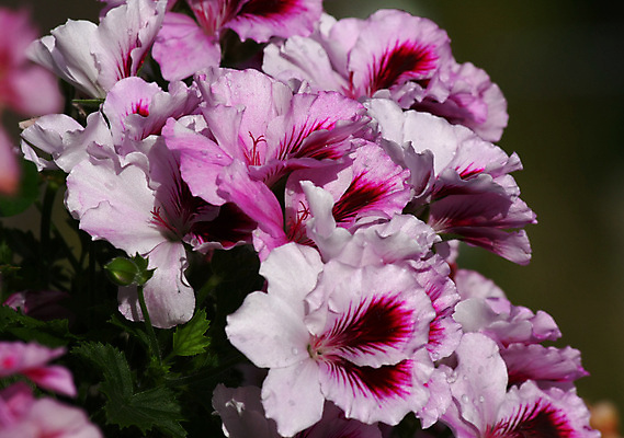 포토 JPG 해외이미지 식물 분홍색 잎 자연 사람없음 야외 장식 정원 벚꽃 제비꽃 원예 제라늄 해외202004 해외포토 꽃 컬러 취미 생태계 파일형식 이미지허브