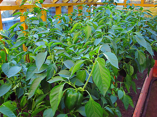 포토 JPG 해외이미지 식물 산업 문화 음식 잎 밭 농업 채소 자연 고추 피망 프레임 실내 건강 사람없음 초록색 농작물 농장 정원 성장 시골 신선 뜨거움 향신료 원예 온실 세련 해외202004 해외포토 컬러 취미 내부 생태계 향미료 파일형식 이미지허브