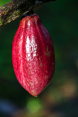포토 JPG 해외이미지 나무 백그라운드 잎 채소 과일 자연 씨앗 사람없음 초록색 농장 초콜릿 유기농 코코아 내추럴 밭일 숙성 해외202004 해외포토 식물 웰빙 음료 컬러 농업 디저트 생태계 파일형식 이미지허브