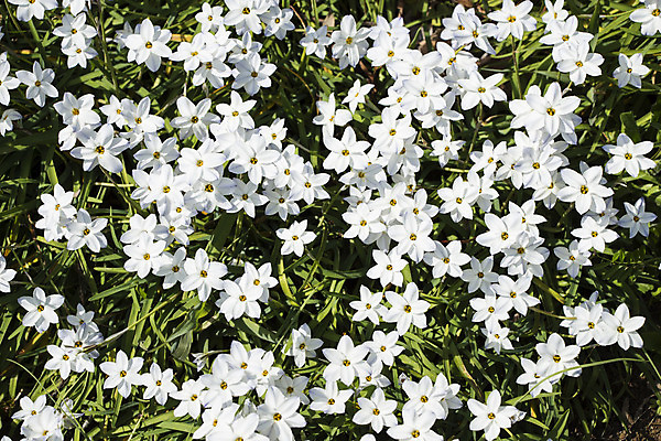 포토 JPG 해외이미지 식물 계절 꽃잎 꽃 꽃다발 백그라운드 잎 꽃무늬 밭 자연 선물 사랑 사람없음 야외 장식 초록색 새싹 정원 봄 활발 벚꽃 흰색 축하 신선 개화 우아함 다발 배열 꽃집 묘사 향기 심플 내추럴 칼라꽃 해외202004 해외포토 감정 컬러 컨셉 무늬 농업 상점 생태계 냄새 파일형식 이미지허브