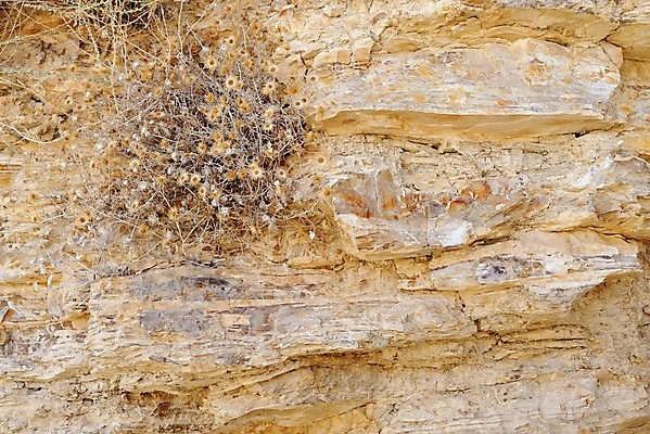 포토 JPG 해외이미지 꽃 벽 조각 백그라운드 패턴 오렌지 건축양식 벽지 표면 날씨 벽돌 건조 돌담 사람없음 건물 갈색 노란색 블록 흰색 도시 거친 중세 역사 질감 사암 고체 석회암 혼란 많음 해외202004 해외포토 식물 건축물 건축 컬러 컨셉 무늬 과일 담장 암석 돌_바위 파일형식 이미지허브