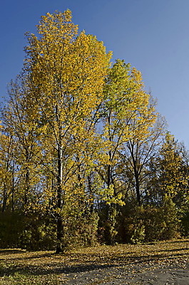 포토 JPG 해외이미지 나무 식물 계절 공원 여행 백그라운드 단풍 낙엽 잎 오렌지 자연 건조 풍경 사람없음 야외 빨간색 초록색 빛 컬러풀 노란색 환경 활발 가을 나뭇가지 숲 언덕 남쪽 내추럴 강렬 불가리아 웅장함 환상 해외202004 해외포토 공공시설 컬러 컨셉 과일 방향 생태계 파일형식 남유럽 이미지허브