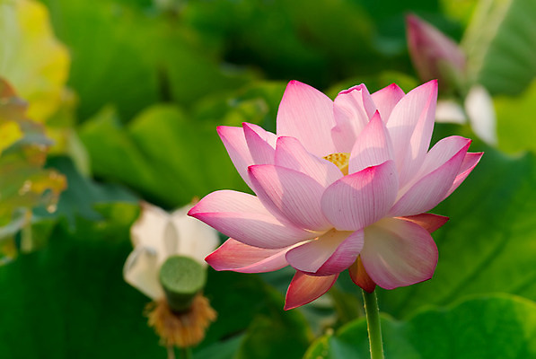 포토 JPG 해외이미지 식물 꽃잎 꽃 호수 분홍색 백그라운드 잎 꽃무늬 자연 친절 연꽃 풍경 사람없음 야외 초록색 여름 컬러풀 노란색 평화 환경 정원 보라색 고요 봄 벚꽃 흰색 연못 신선 개화 우아함 백합 당구 순수 묘사 내추럴 해외202004 해외포토 계절 컬러 컨셉 무늬 구기 생태계 파일형식 이미지허브