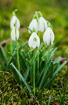 포토 JPG 해외이미지 식물 꽃 꽃무늬 자연 사람없음 야외 컬러풀 정원 봄 벚꽃 흰색 헌병 해외202004 해외포토 계절 컬러 무늬 군인 생태계 파일형식 이미지허브