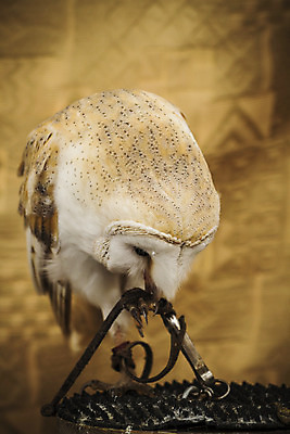 포토 JPG 해외이미지 동물 척추동물 1 응시 야생동물 백그라운드 조류 뿔 서기 사람 사람없음 옆모습 가로 세로 갈색 머리 카메라 회색 금지 흰색 닫기 떨어짐 자르기 가득함 깃털 묘사 정사각형 부리 독수리 슛 부엉이 길이 고립 테마 혼자 해외202004 해외포토 도형 시선 뷰포인트 컬러 컨셉 모션 신체부위 전자제품 파일형식 이미지허브