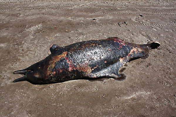 포토 JPG 해외이미지 모래 바다 자연 생물 어류 사람없음 모래사장 환경 죽음 돌고래 재앙 해외202004 해외포토 포유류 수중동물 생태계 파일형식 이미지허브