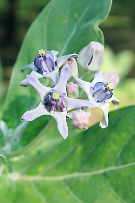 포토 JPG 해외이미지 나무 식물 공원 꽃 잎 농업 자연 왕관 새로움 사람없음 야외 초록색 농장 평화 환경 봄 성장 벚꽃 신선 개화 숲 인도인 시작 거인 내추럴 떠남 해외202004 해외포토 외국인 계절 공공시설 산업 컬러 컨셉 모션 동양인 생태계 파일형식 이미지허브