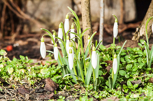 포토 JPG 해외이미지 식물 계절 꽃잎 꽃 잎 꽃무늬 밭 자연 따뜻함 텐트 사람없음 야외 목재 초록색 파란색 빛 햇빛 태양 새싹 정원 계곡 맑음 봄 벚꽃 종 흰색 신선 개울 숲 보석 내추럴 삼림지대 아네모네 취급주의 프리뮬러 헌병 해외202004 해외포토 자연요소 나무 컬러 무늬 농업 재료 날씨 캠핑도구 경고 강 군인 광석 생태계 파일형식 이미지허브