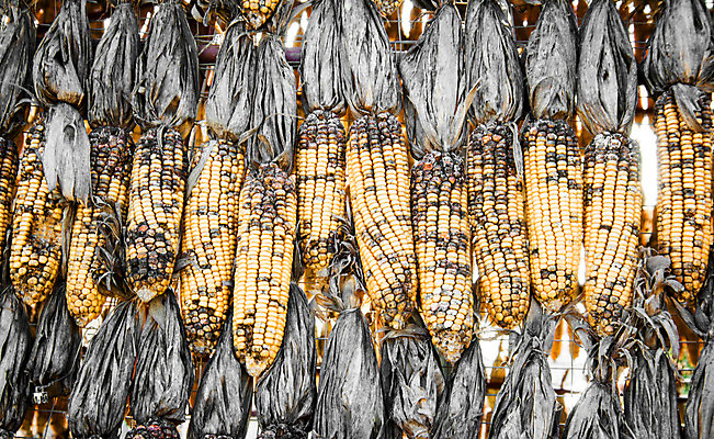 포토 JPG 해외이미지 식물 전통 계절 문화 음식 농업 채소 오렌지 과일 자연 건조 옥수수 씨앗 사람없음 장식 가로 농작물 농장 노란색 할로윈 수확 가을 시골 시간 화려 그룹 낟알 묘사 추수감사절 부족 10월 외양간 밭일 숙성 해외202004 해외포토 산업 기독교 컬러 컨셉 곡류 날짜 생태계 파일형식 이미지허브