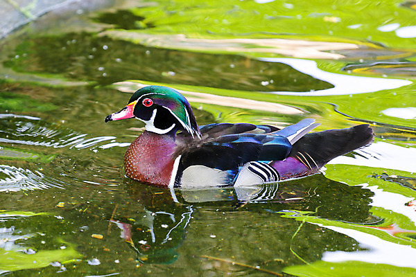 포토 JPG 해외이미지 동물 야생동물 자연 조류 사람없음 초록색 물 컬러풀 갈색 수영 연못 거위 동물상 해외202004 해외포토 자연요소 컬러 조형물 수상스포츠 생태계 파일형식 이미지허브