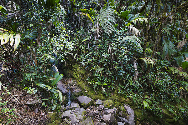 포토 JPG 해외이미지 이끼 사람없음 물 강 달리기 봄 거품 폭포 젖음 흐름 추위 물방울 신선 액체 개울 붓기 떨어짐 숲 순수 그림 생태계 베네수엘라 생태학 스플래쉬 해외202004 해외포토 자연요소 계절 교육 컨셉 모션 자연 남아메리카 파일형식 이미지허브