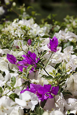 포토 JPG 해외이미지 모양 식물 꽃 행복 종이 잎 꽃무늬 자연 추상 건강 사람없음 야외 장식 초록색 컬러풀 정원 보라색 봄 성장 벚꽃 흰색 나뭇가지 신선 개화 우아함 지중해 묘사 원예 부드러움 내추럴 강렬 해외202004 해외포토 나무 계절 감정 바다 컬러 컨셉 무늬 취미 감각 생태계 파일형식 이미지허브