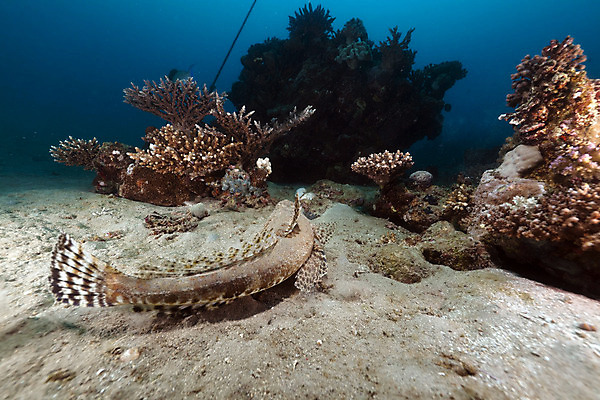 포토 JPG 해외이미지 식물 동물 모래 바다 여행 백그라운드 자연 표면 어류 풍경 사람없음 물 파란색 컬러풀 햇빛 태양 바닷속 수중 광선 산호 아래 다이빙 장면 암초 깊이 소금물 이국적 침몰 파라다이스 해외202004 해외포토 자연요소 컬러 수영 수중동물 자포동물 방향 생태계 위치 수중스포츠 파일형식 이미지허브