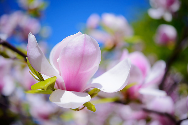 포토 JPG 해외이미지 나무 식물 계절 꽃잎 꽃 분홍색 백그라운드 잎 꽃무늬 자연 하늘 부활절 사람없음 야외 장식 파란색 햇빛 머리 환경 정원 보라색 침묵 봄 활발 성장 벚꽃 흰색 나뭇가지 신선 시간 개화 목련 내추럴 강렬 해외202004 해외포토 기념일 컬러 컨셉 무늬 신체부위 태양 소리 생태계 파일형식 이미지허브