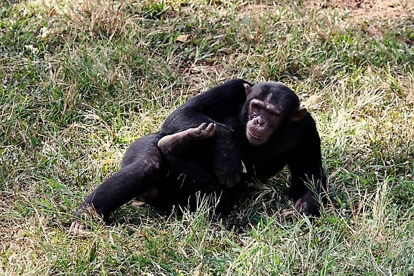 포토 JPG 해외이미지 동물 한마리 야생동물 포유류 아프리카 국립공원 앉기 사람없음 야외 원숭이 열대우림 사파리 유인원 침팬지 우간다 탄자니아 카피스페이스 해외202004 해외포토 멸종위기종 1 공원 나라 모션 공백 숲 파일형식 이미지허브
