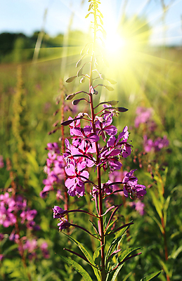 포토 JPG 해외이미지 식물 계절 꽃잎 꽃 분홍색 잎 밭 자연 사람없음 야외 초록색 햇빛 태양 보라색 활발 들꽃 성장 벚꽃 광선 시골 개화 약초 자주색 허브 버드나무 내추럴 꽃수술 해외202004 해외포토 자연요소 나무 컬러 컨셉 농업 풀_식물 생태계 파일형식 이미지허브