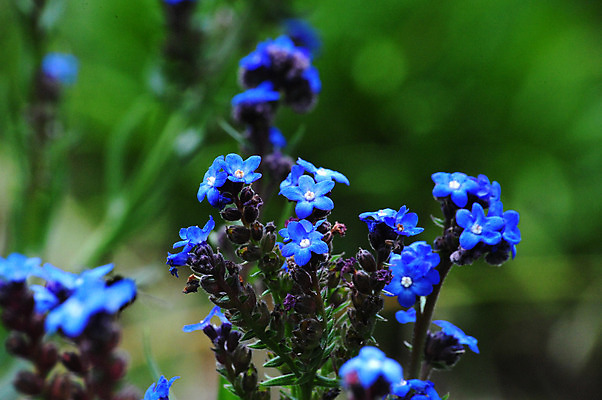 포토 JPG 해외이미지 꽃 잎 사람없음 초록색 여름 파란색 컬러풀 보라색 봄 해외202004 해외포토 식물 계절 컬러 파일형식 이미지허브