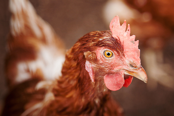 포토 JPG 해외이미지 동물 농업 자연 조류 병아리 육류 사람없음 야외 컬러풀 농장 갈색 치킨 가축 시골 깃털 부리 동물상 무료 발톱 밭일 암탉 해외202004 해외포토 산업 컬러 식재료 발 조형물 닭 암컷 생태계 닭고기요리 파일형식 이미지허브