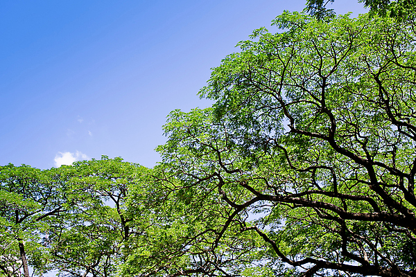 포토 JPG 해외이미지 나무 식물 공원 아시아 줄기 여행 백그라운드 잎 태국 자연 이끼 풍경 사람없음 야외 초록색 빛 햇빛 태양 평화 환경 정원 맑음 하이킹 광선 나뭇가지 거친 숲 큼 신비 열대우림 뿌리 나무껍질 상록수 거인 깊이 옛날 해외202004 해외포토 자연요소 공공시설 나라 컬러 컨셉 레저 날씨 껍질 크기 생태계 파일형식 이미지허브