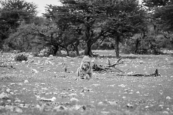 포토 JPG 해외이미지 동물 야생동물 여행 포유류 아프리카 자연 생물 털 동물원 사람없음 환경 고양이 힘 분노 황무지 위험 사자 큼 왕 모피 사파리 리더 육식동물 사냥꾼 멸종 사자자리 표범 짝짓기 내추럴 사바나 웅장함 해외202004 해외포토 직업 감정 나라 컨셉 반려동물 별자리 크기 생태계 파일형식 이미지허브