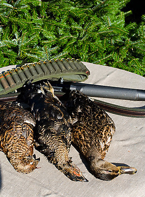 포토 JPG 해외이미지 동물 계절 무기 야생동물 자연 조류 오리 사람없음 야외 총 껍질 가을 게임 조직 목표 트로피 사냥 문제 소매 엽총 추출 파우치 가문비나무 해외202004 해외포토 나무 컨셉 가방 놀이 상_우승 생태계 파일형식 이미지허브