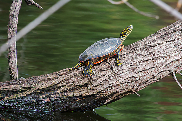 포토 JPG 해외이미지 나무 동물 야생동물 파충류 자연 휴식 사람없음 물 컬러풀 평화 젖음 껍질 거북이 동물상 해외202004 해외포토 자연요소 식물 컬러 컨셉 조형물 생태계 파일형식 이미지허브