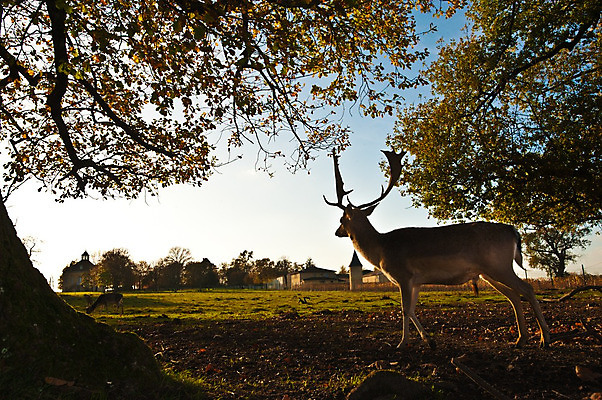 포토 JPG 해외이미지 동물 1 계절 남자 야생동물 백그라운드 밭 신체 포유류 자연 털 뿔 서기 풍경 사람없음 야외 빨간색 여름 컬러풀 갈색 달러 힘 가을 흰색 아기 점 군중 숲 싱글 내추럴 아기사슴 암사슴 해외202004 해외포토 새끼 컬러 돈 농업 모션 사슴 사람 암컷 생태계 파일형식 이미지허브