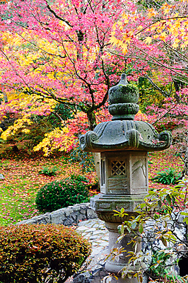 포토 JPG 해외이미지 나무 식물 디자인 공원 선 조각 백그라운드 단풍 잎 자연 추상 창조 미술 사람없음 빨간색 초록색 물 컬러풀 조각상 반사 노란색 정원 일본 가을 바위 나뭇가지 숲 당구 분재 시애틀 워싱턴 그리너리 해외202004 영광군 해외포토 자연요소 계절 공공시설 아시아 컬러 무늬 문화예술 조형물 구기 미국 돌_바위 전라남도 생태계 파일형식 트랜드컬러 이미지허브