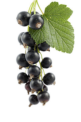 포토 JPG 해외이미지 음식 잎 과일 사람없음 나뭇가지 다발 베리 해외202004 해외포토 나무 식물 파일형식 이미지허브