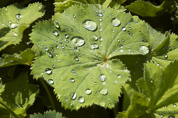 포토 JPG 해외이미지 식물 잎 자연 날씨 사람없음 초록색 물 여름 젖음 떨어짐 이슬 빗방울 화단 영원 해외202004 해외포토 자연요소 계절 컬러 컨셉 비_날씨 생태계 파일형식 이미지허브