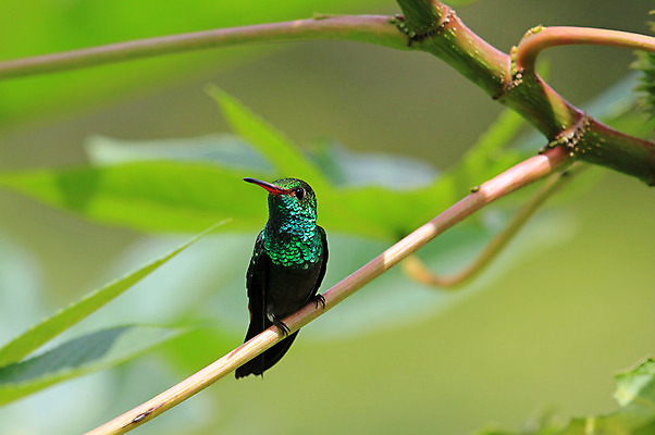 포토 JPG 해외이미지 동물 여자 남자 꽃 야생동물 날개 오렌지 자연 조류 사람없음 빨간색 초록색 파란색 미국 숲 열대우림 제비꽃 깃털 꼬리 부리 에메랄드 꿀 S 계산서 니카라과 발톱 벌새 수유 온두라스 이국적 해외202004 해외포토 식물 알파벳 컬러 북아메리카 과일 발 사람 남아메리카 중앙아메리카 보석 생태계 파일형식 이미지허브