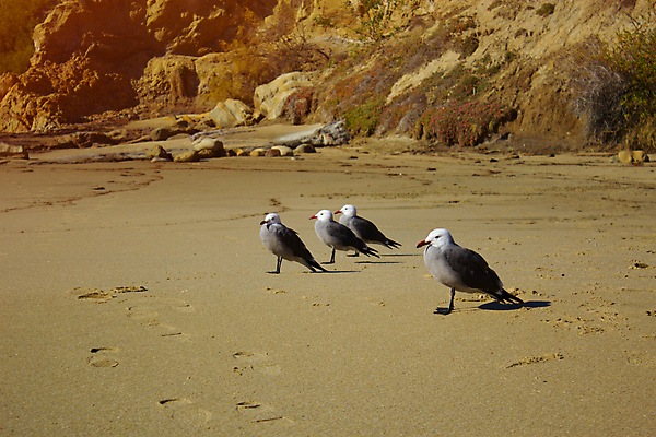포토 JPG 해외이미지 주간 해외풍경 여러마리 갈매기 해변 사람없음 야외 미국 바위 캘리포니아 해외202004 해외포토 자연요소 해외 바다 다수 북아메리카 조류 풍경 돌_바위 파일형식 이미지허브
