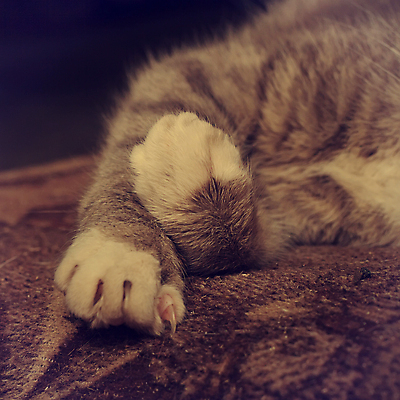 포토 JPG 해외이미지 동물 어린이 새끼 백그라운드 포유류 털 사람없음 반려동물 소파 갈색 검은색 고양이 줄무늬 방 수확 침대 아기 잠 작음 담요 부드러움 얼룩무늬 솜털 거짓말 바닐라 집게발 해외202004 해외포토 컬러 가구 무늬 농업 의자 사람 감각 크기 파일형식 이미지허브