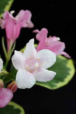 포토 JPG 해외이미지 식물 꽃잎 꽃 분홍색 잎 자연 사람없음 정원 관목 해외202004 해외포토 나무 컬러 생태계 파일형식 이미지허브