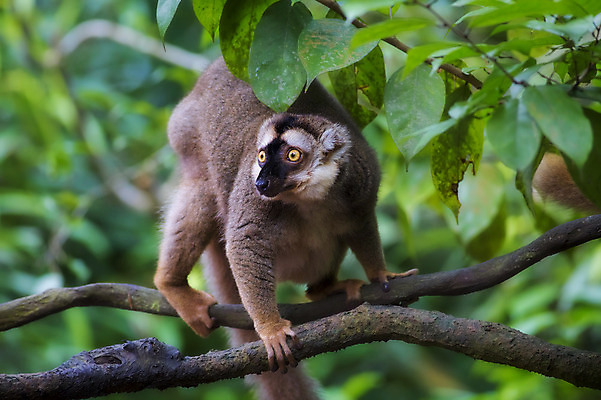 포토 JPG 해외이미지 나무 동물 야생동물 포유류 아프리카 자연 생물 국립공원 사람없음 초록색 검은색 원숭이 황무지 열대우림 멸종 마다가스카르 여우원숭이 해외202004 해외포토 식물 공원 나라 컬러 숲 생태계 파일형식 이미지허브