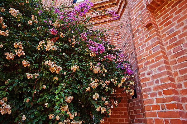 포토 JPG 해외이미지 식물 디자인 꽃 분홍색 섬 백그라운드 잎 꽃무늬 패턴 자연 벽돌 주택 안테나 사람없음 건물 장식 가로 초록색 갈색 정원 봄 블록 나뭇가지 만 떨어짐 숲 묘사 생물학 노예 심기 엘리먼트 천진난만 파라다이스 해외202004 해외포토 나무 건축물 계절 교육 컬러 컨셉 무늬 통신 모션 생태계 파일형식 이미지허브