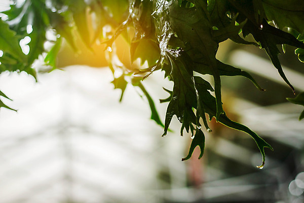 포토 JPG 해외이미지 식물 계절 공원 줄기 잎 패턴 자연 하늘 사람없음 야외 초록색 물 햇빛 일출 정원 고요 일몰 봄 놀이방 젖음 성장 물방울 신선 양념 숲 이슬 원예 내추럴 양치류 온실 해외202004 해외포토 자연요소 공공시설 컬러 무늬 취미 태양 노을 생태계 파일형식 이미지허브