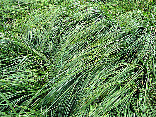 포토 JPG 해외이미지 식물 계절 공원 파도 백그라운드 잎 패턴 밭 자연 벽지 표면 바람 추상 풍경 잔디 사람없음 야외 초록색 여름 농장 환경 봄 활발 성장 신선 땅 생태계 질감 지역 강렬 디테일 해외202004 해외포토 자연요소 공공시설 바다 컬러 컨셉 무늬 농업 날씨 파일형식 이미지허브