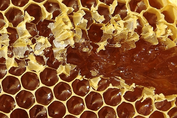 포토 JPG 해외이미지 식물 동물 꽃 음식 곤충 백그라운드 패턴 농업 자연 프레임 세포 건강 사람없음 약 환경 벚꽃 머리빗 황금 닫기 달콤 꿀벌 먹기 영화 유기농 바쁨 꽃가루 꿀 벌집 내추럴 밀랍 식민지 양봉 양봉장 해외202004 해외포토 웰빙 산업 무늬 의학 모션 문화예술 미용용품 맛 벌_곤충 가루 생태계 파일형식 이미지허브