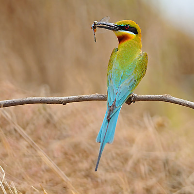 포토 JPG 해외이미지 동물 공원 아시아 야생동물 날개 오렌지 태국 자연 조류 휴식 생물 동양인 사람없음 야외 초록색 컬러풀 햇빛 머리 환경 검은색 자유 흰색 나뭇가지 가시 보호 척추 깃털 속도 꼬리 사냥 부리 꿀 경보 동물상 생태학 해외202004 해외포토 나무 공공시설 교육 나라 컬러 컨셉 과일 뼈 인종 신체부위 태양 조형물 생태계 파일형식 이미지허브