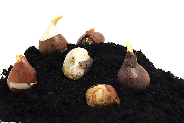 포토 JPG 해외이미지 꽃 지구 모래 전구 새로움 사람없음 갈색 쌓기 검은색 흙 봄 촉촉함 유기농 원예 먼지 진흙 고립 땅바닥 해외202004 해외포토 식물 웰빙 계절 컬러 컨셉 모션 바닥 취미 젖음 파일형식 이미지허브