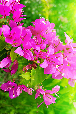 포토 JPG 해외이미지 식물 계절 공원 꽃잎 꽃 분홍색 백그라운드 잎 꽃무늬 밭 자연 사람없음 야외 빨간색 초록색 여름 컬러풀 정원 보라색 봄 벚꽃 신선 내추럴 엘리먼트 해외202004 해외포토 공공시설 컬러 무늬 농업 생태계 파일형식 이미지허브