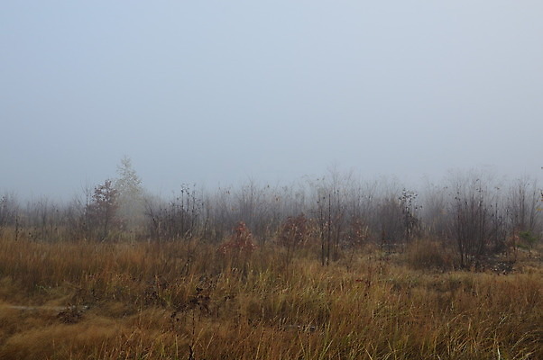 포토 JPG 해외이미지 나무 계절 길 잎 자연 아침 날씨 그림자 풍경 사람없음 파란색 빛 검은색 어둠 안개 가을 야간 저녁 숲 신비 공상 마법 땅바닥 뿌연 해외202004 해외포토 주간 자연요소 식물 컬러 컨셉 바닥 생태계 파일형식 이미지허브