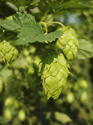 포토 JPG 해외이미지 잎 농업 맥주 주류 사람없음 초록색 경작 해외202004 해외포토 식물 산업 음료 컬러 농사 파일형식 이미지허브