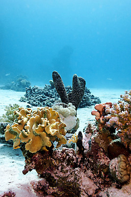 포토 JPG 해외이미지 동물 야생동물 모래 백그라운드 자연 휴가 이집트 어류 사람없음 물 파란색 컬러풀 수중 거품 달력 스노클링 잠수부 생태계 다이빙 홍해 깊이 소금물 해외202004 해외포토 자연요소 바다 컬러 아프리카 수영 수중동물 수상스포츠 전문직 수중스포츠 파일형식 이미지허브